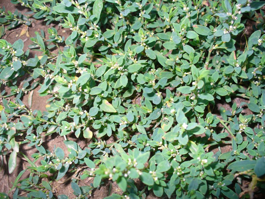 Почвопокровные сорняки