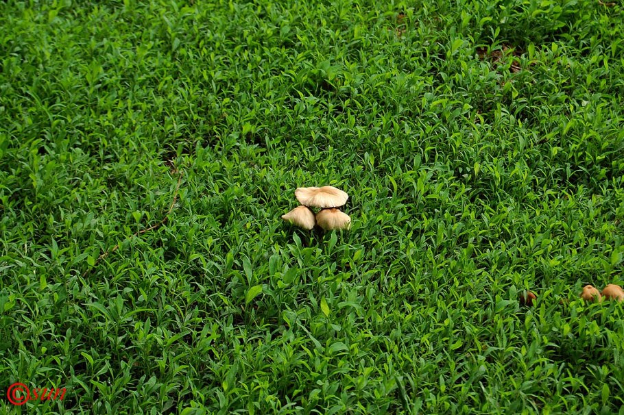 Искусственная трава Дюна Тафт