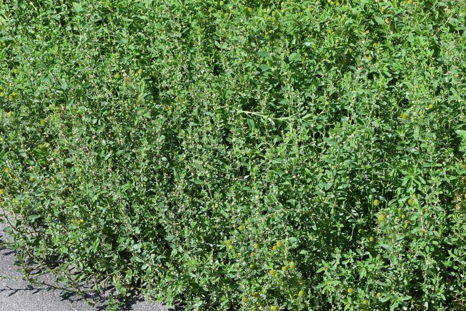 Спорыш (птичий Горец) семена