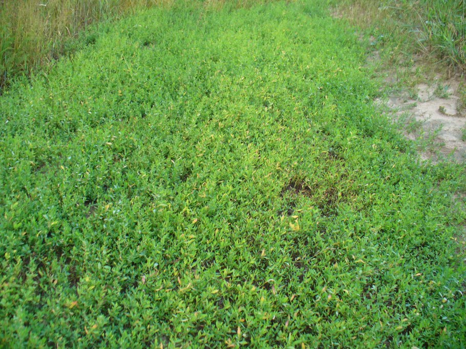 Горец птичий газон