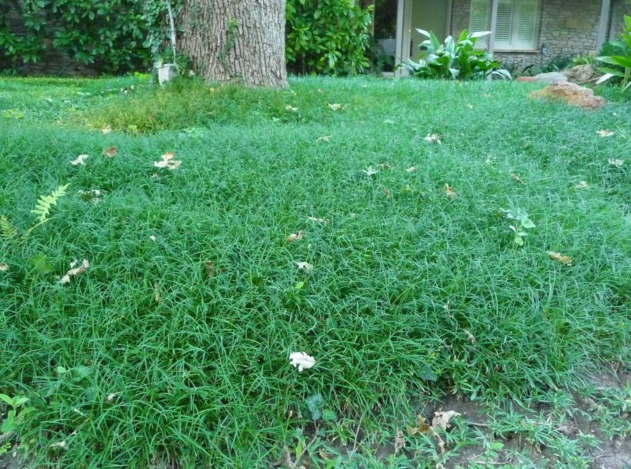 Спорыш трава для газона