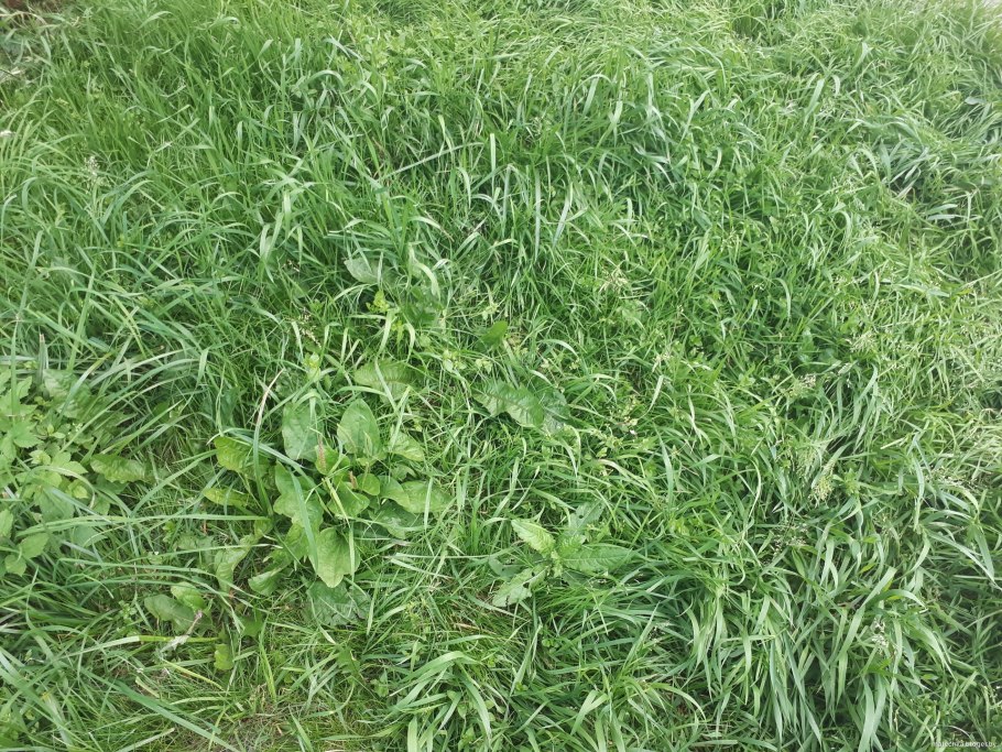 Трава мурава Горец птичий