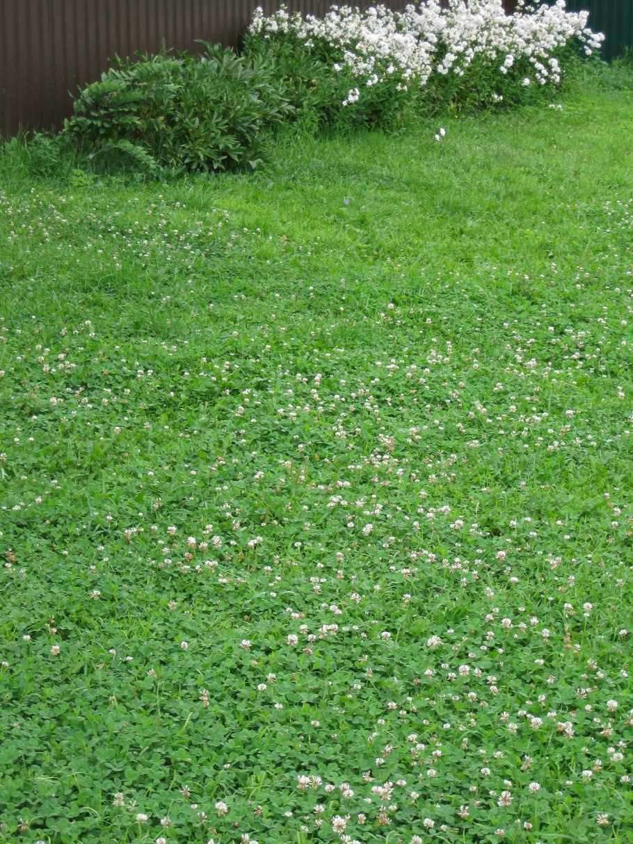 Трава горца птичьего лечебные