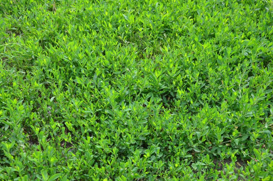 Трава мурава для газона