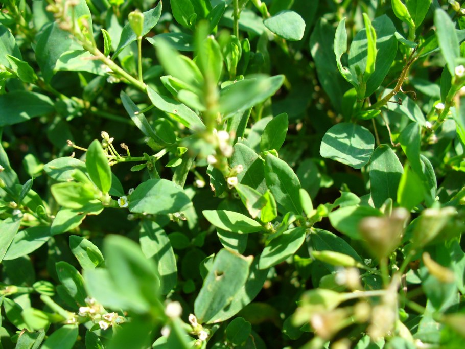 Красногорсклексредства трава ФАРМАЦВЕТ горца птичьего (спорыша) 50 г