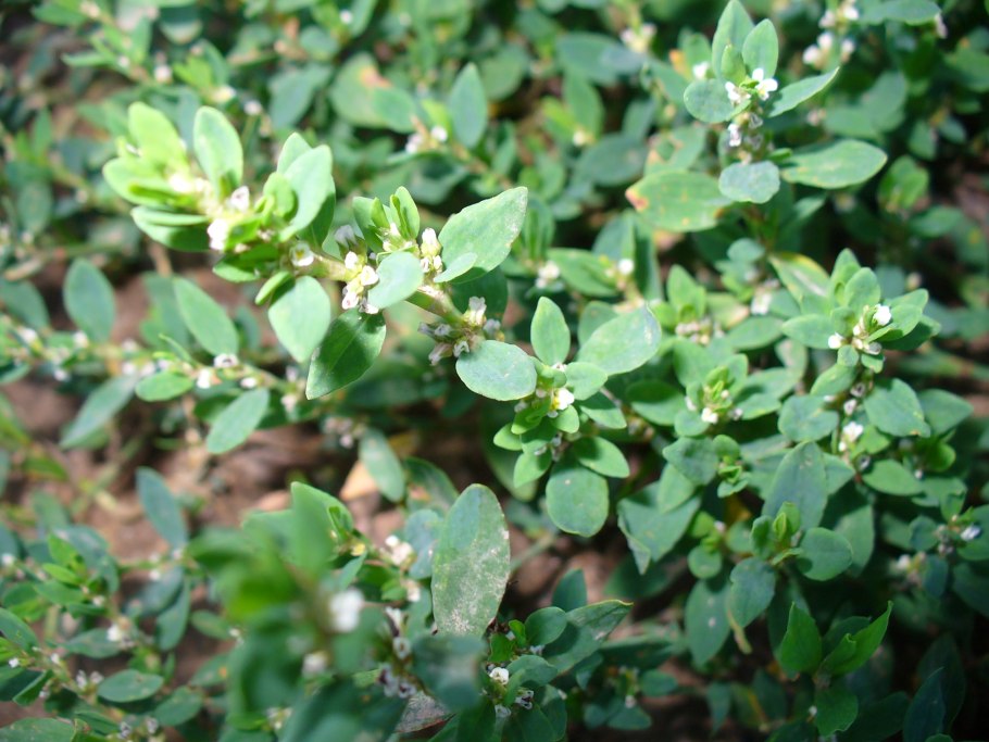 Птичья гречишка