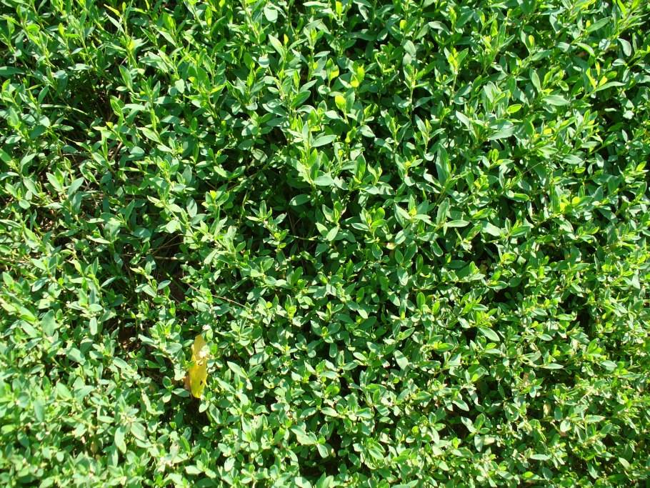 Канадский Клевер для газона