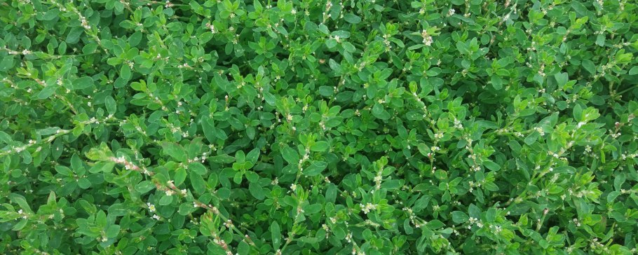 Горец спорыш семена газон