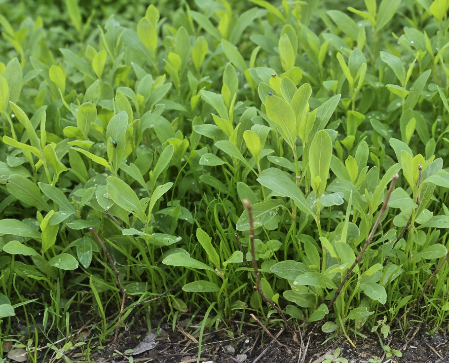 Горец птичий чай