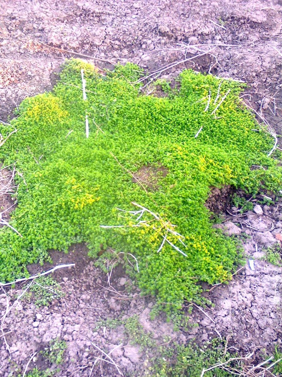 Джим джилим трава