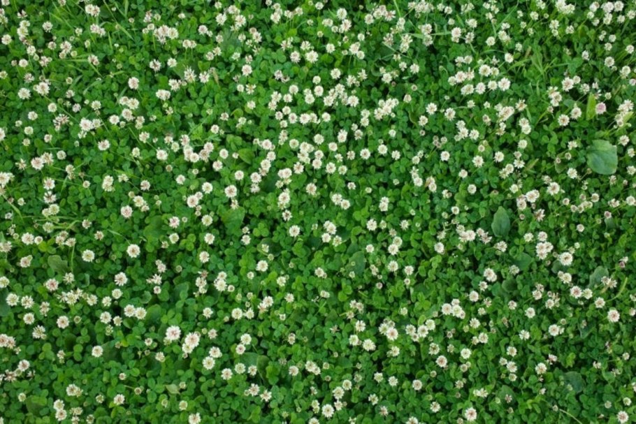 Горец птичий Лиана