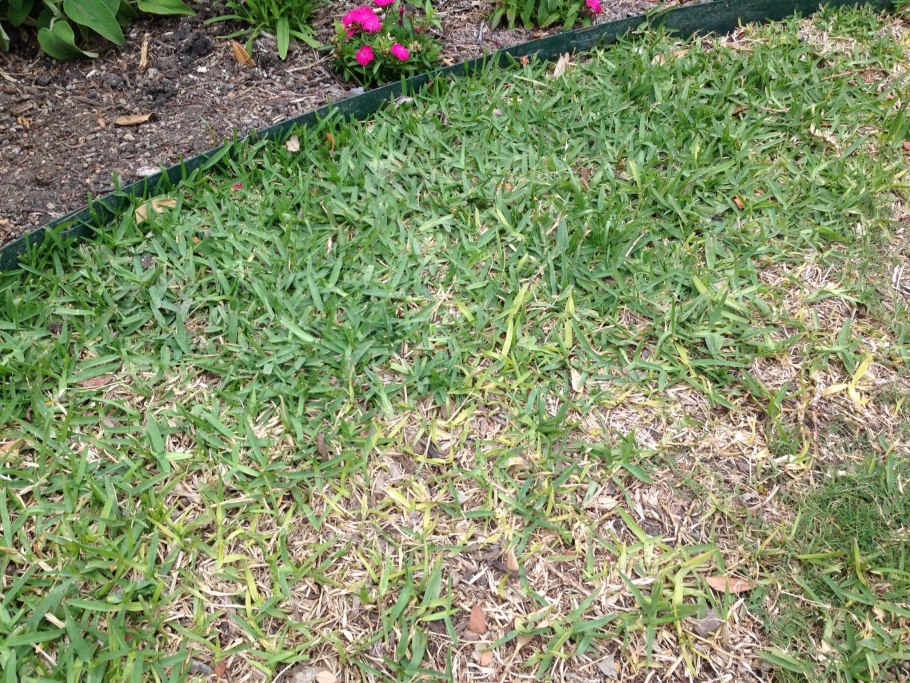 Мучнистая роса на газоне