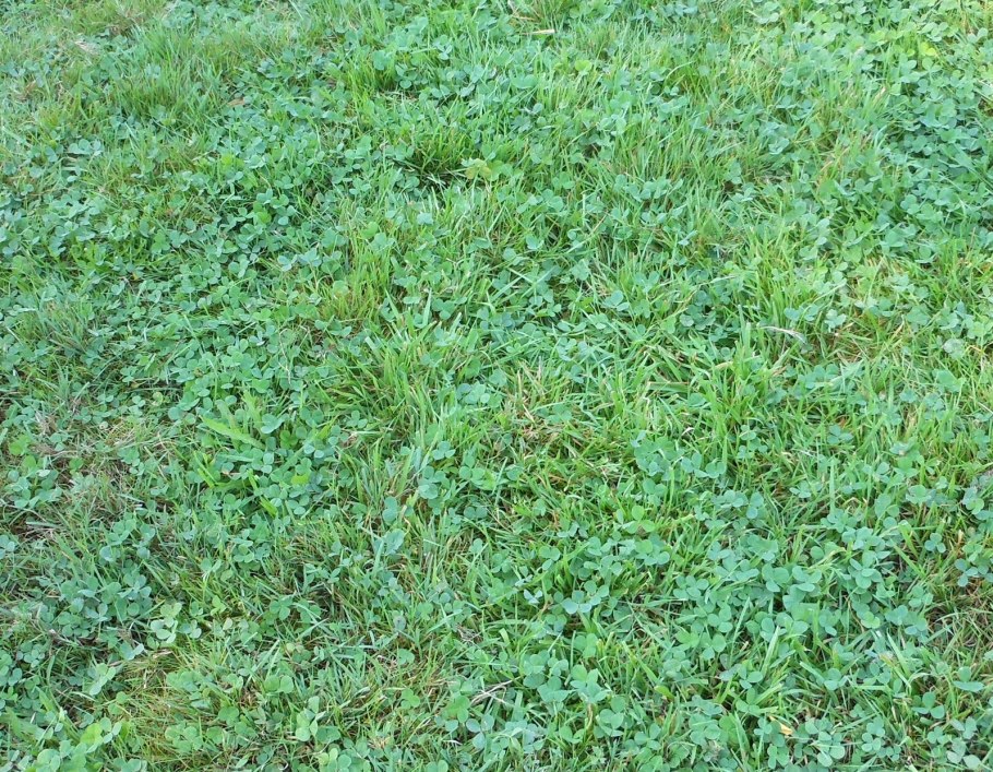 Клевер пиполина