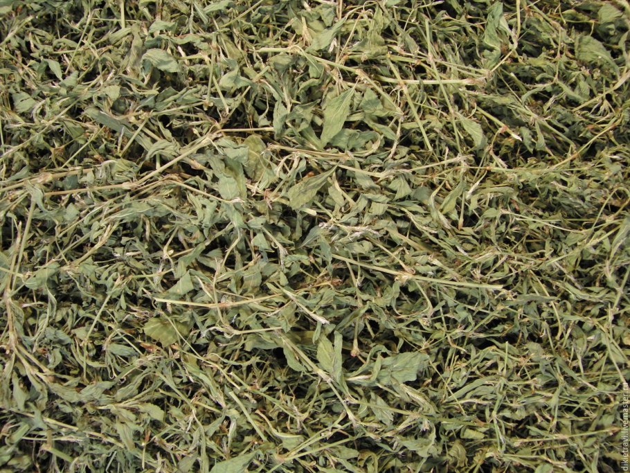 Горец спорыш семена газон