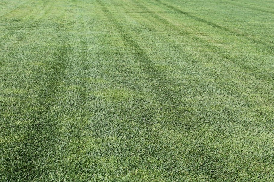 Травы Кавказа спорыш (Горец птичий,трава) 50гр