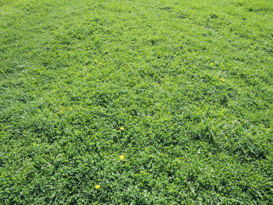 Жуки на растение спорыш