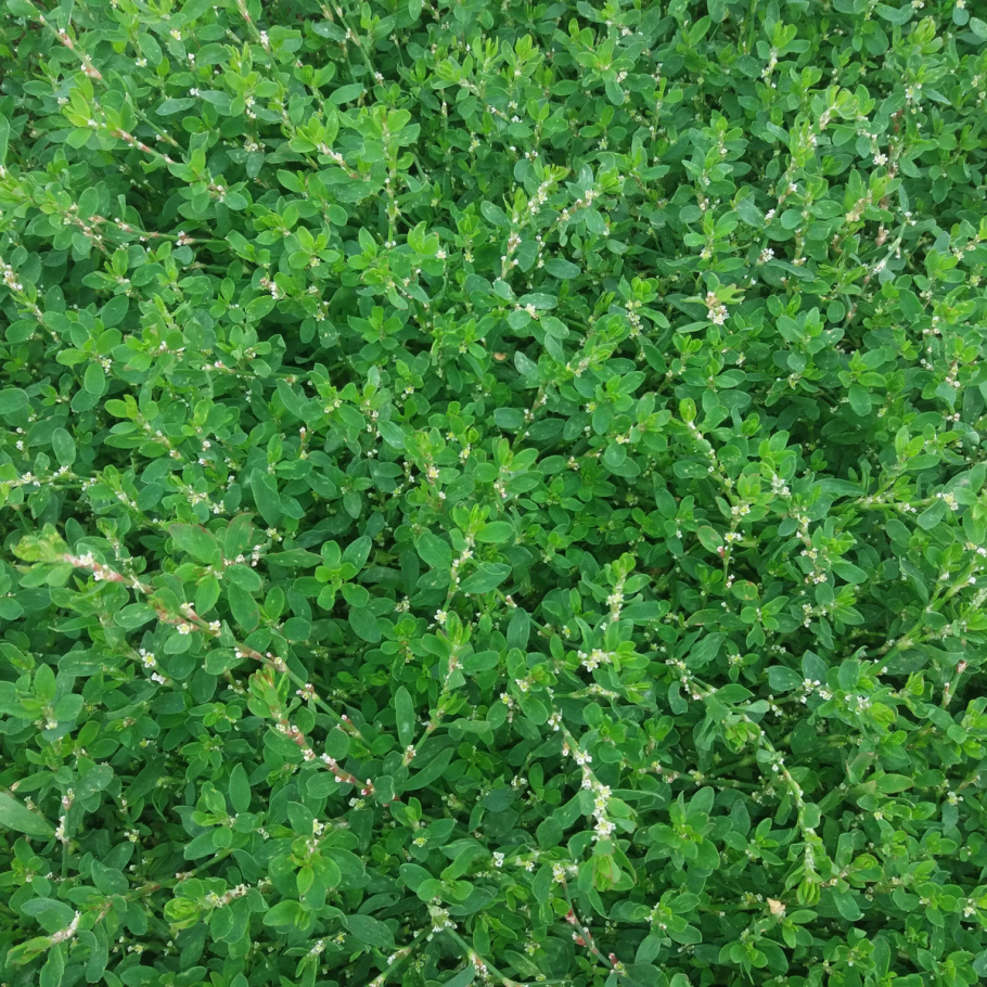 Травушка муравушка трава