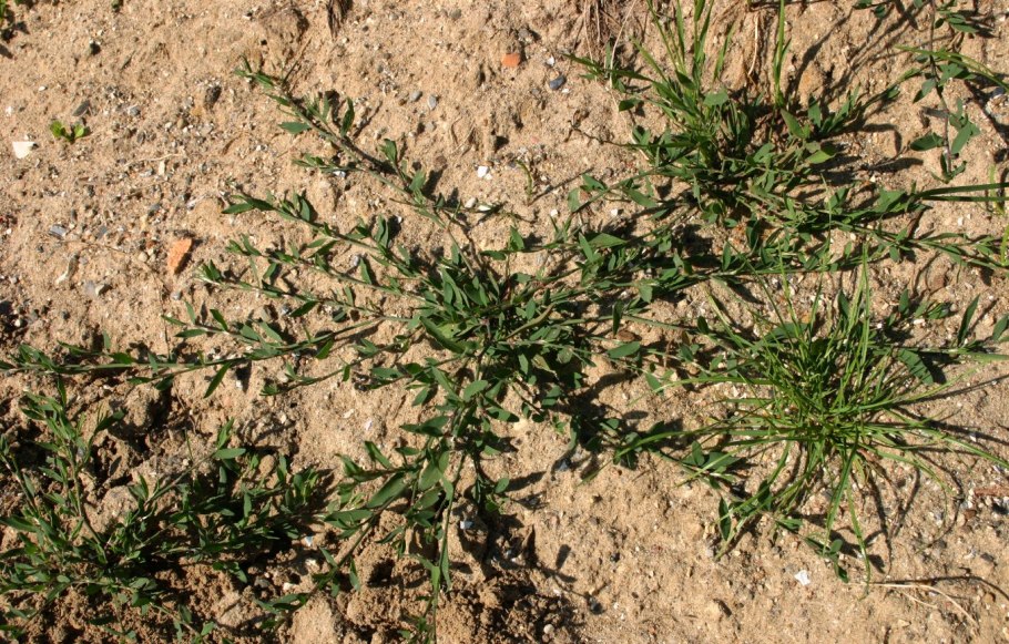 Птичий Горец мурава семена