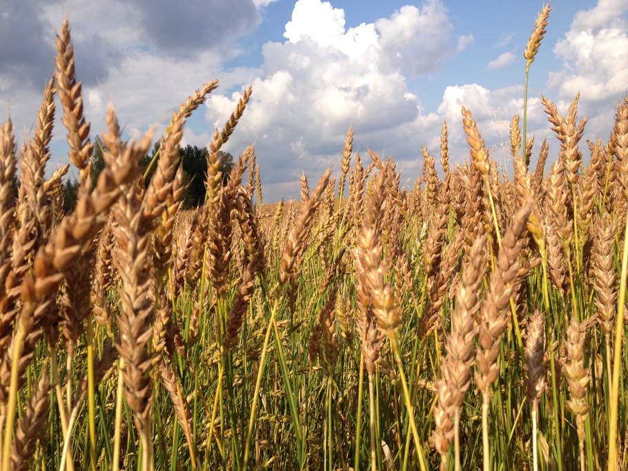 Отредактированная пшеница