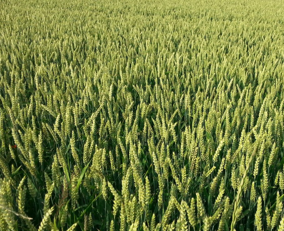 Семена озимой пшеницы сорт Баграт