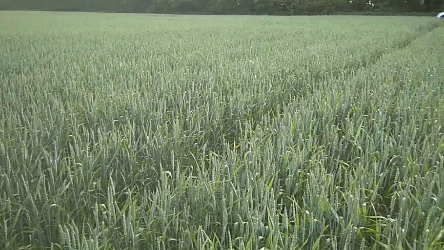 Пшеница Колос Колос