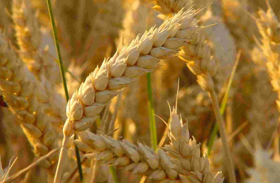 Triticum agropynotriticum