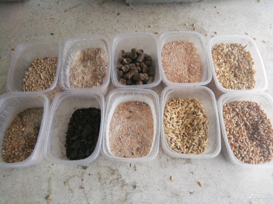 Пшеница леукурум