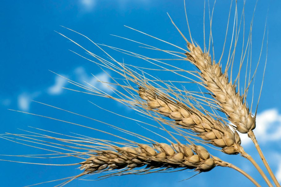 Колос пшеница