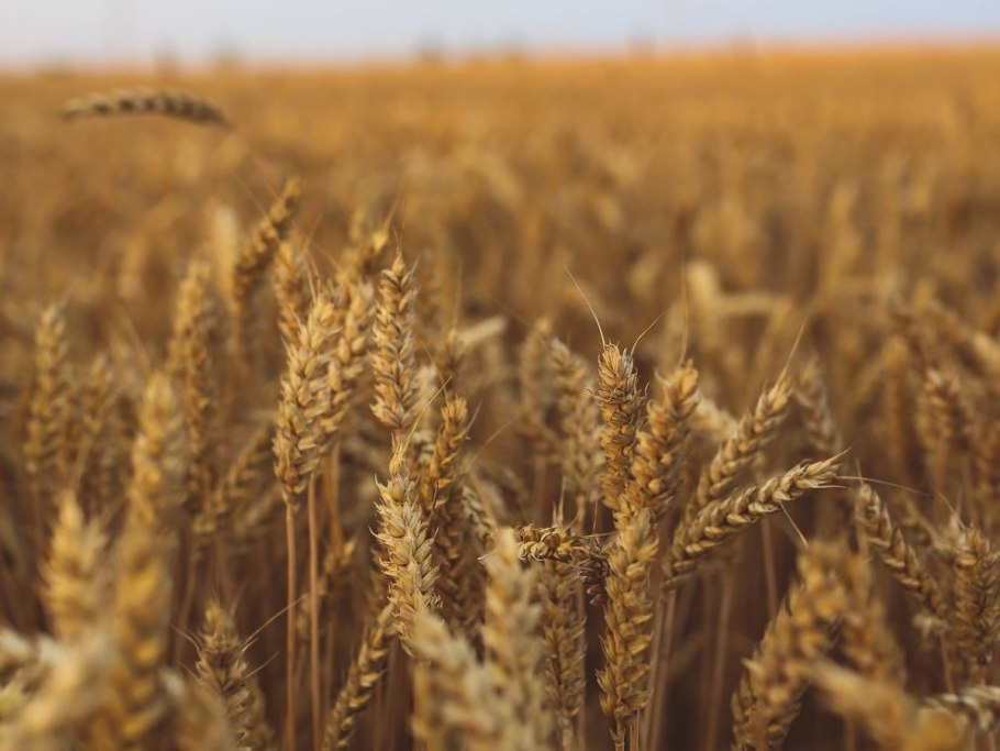 Сорт Ирень Яровой пшеницы