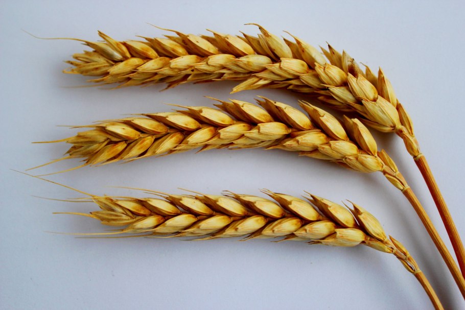 Мелано Шато (Castle malting)