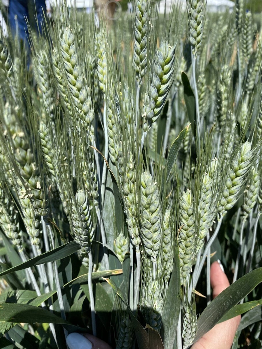 Озимая пшеница сорт Новоершовская