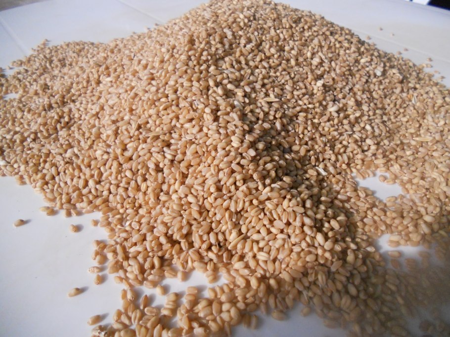 Triticum turgidum