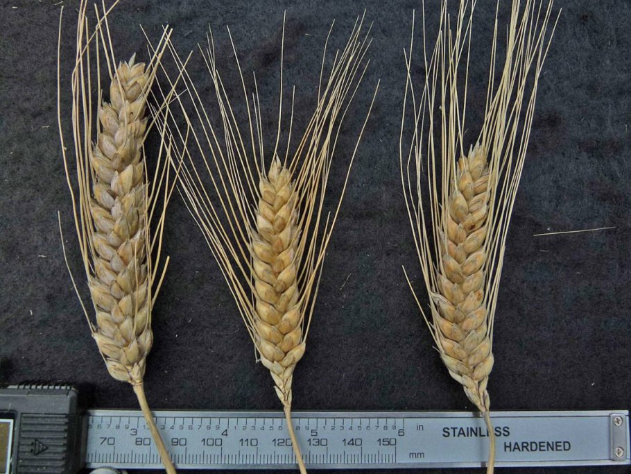 Сорт Северодонецкая Юбилейная озимой пшеницы