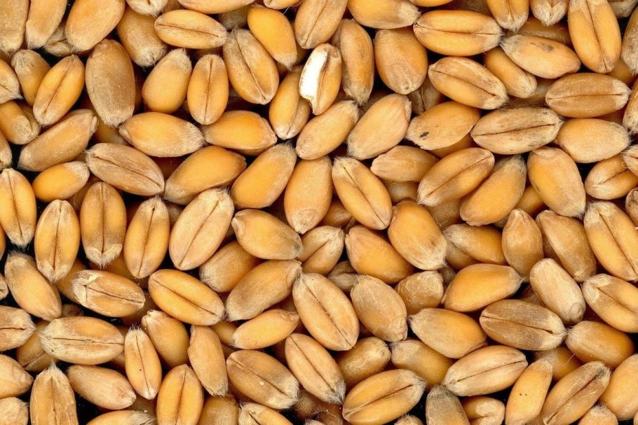 Рожь пшеница ячмень отличия