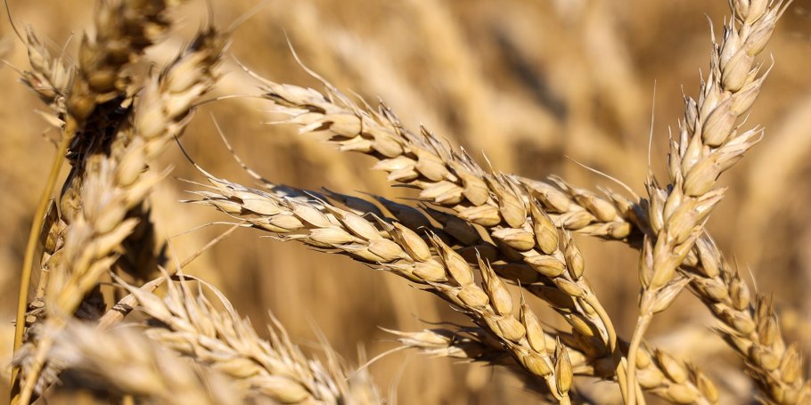 Яровая рожь