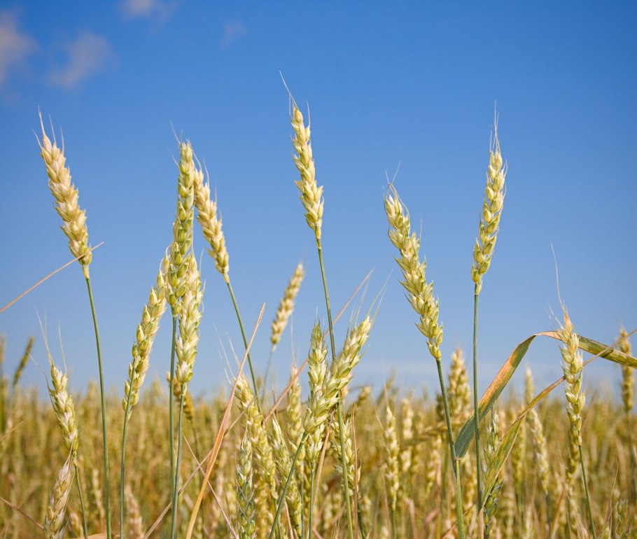 Сорт пшеницы казахстанская