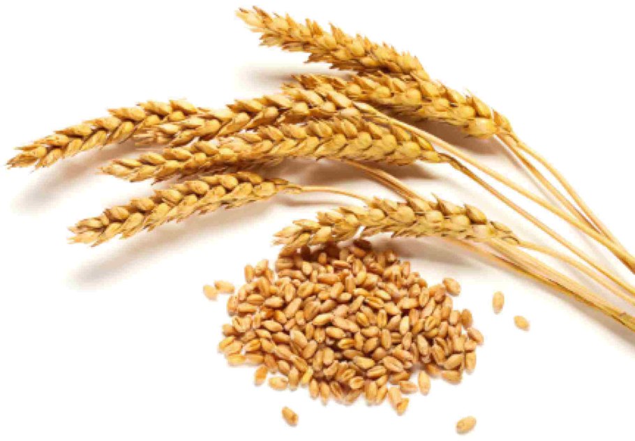 Пшеница колос зерновка