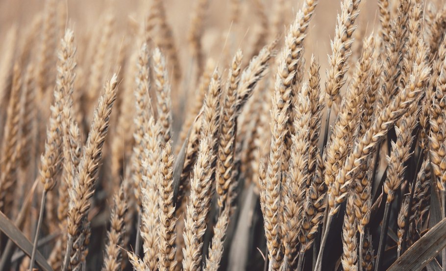 Сорт пшеницы казахстанская 126