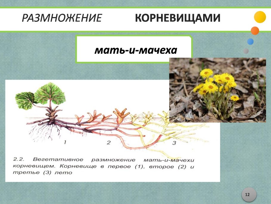 Ирис бородатый корневище