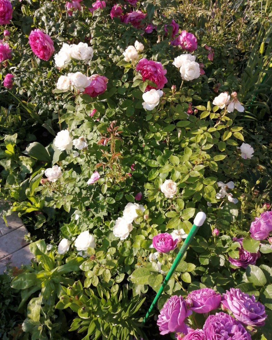 Штамбовые розы Остин