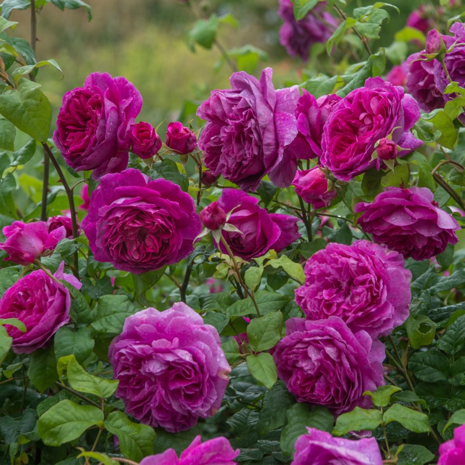 Роза Остин young Lycidas