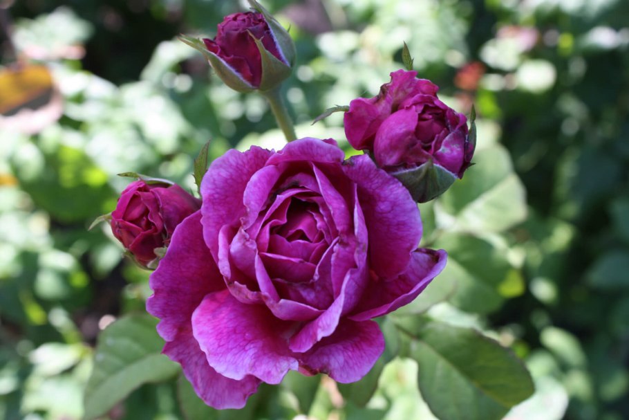 Роза менхензауэр