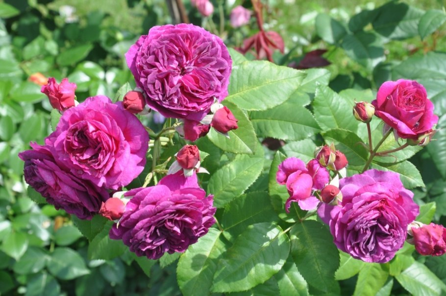 Роза Парковая принц