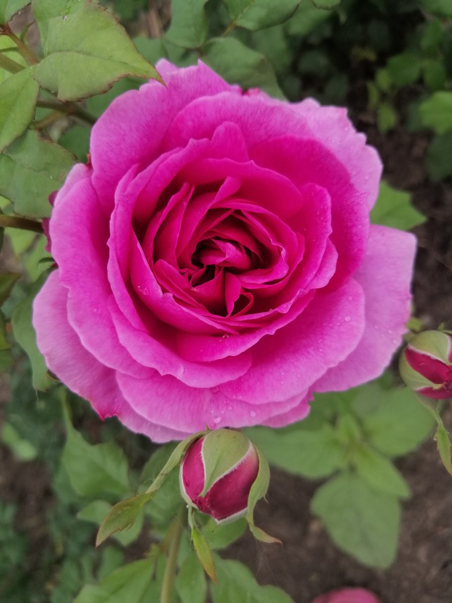 Принц мейколо роза Остина