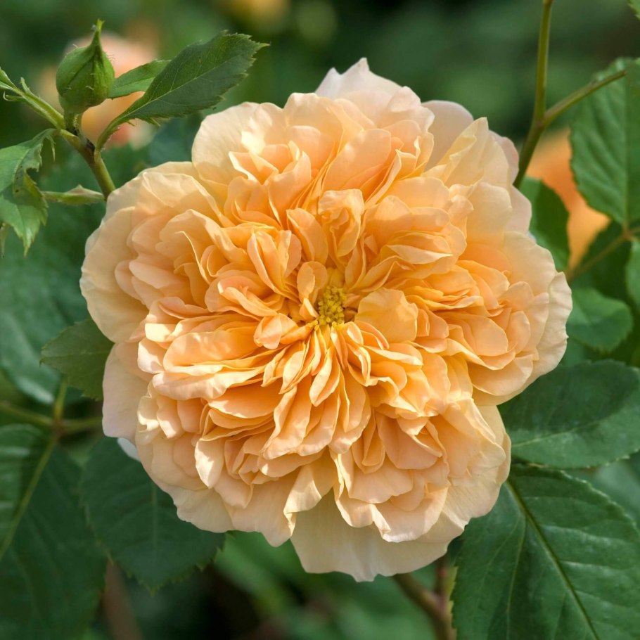 Роза остина ти клиппер