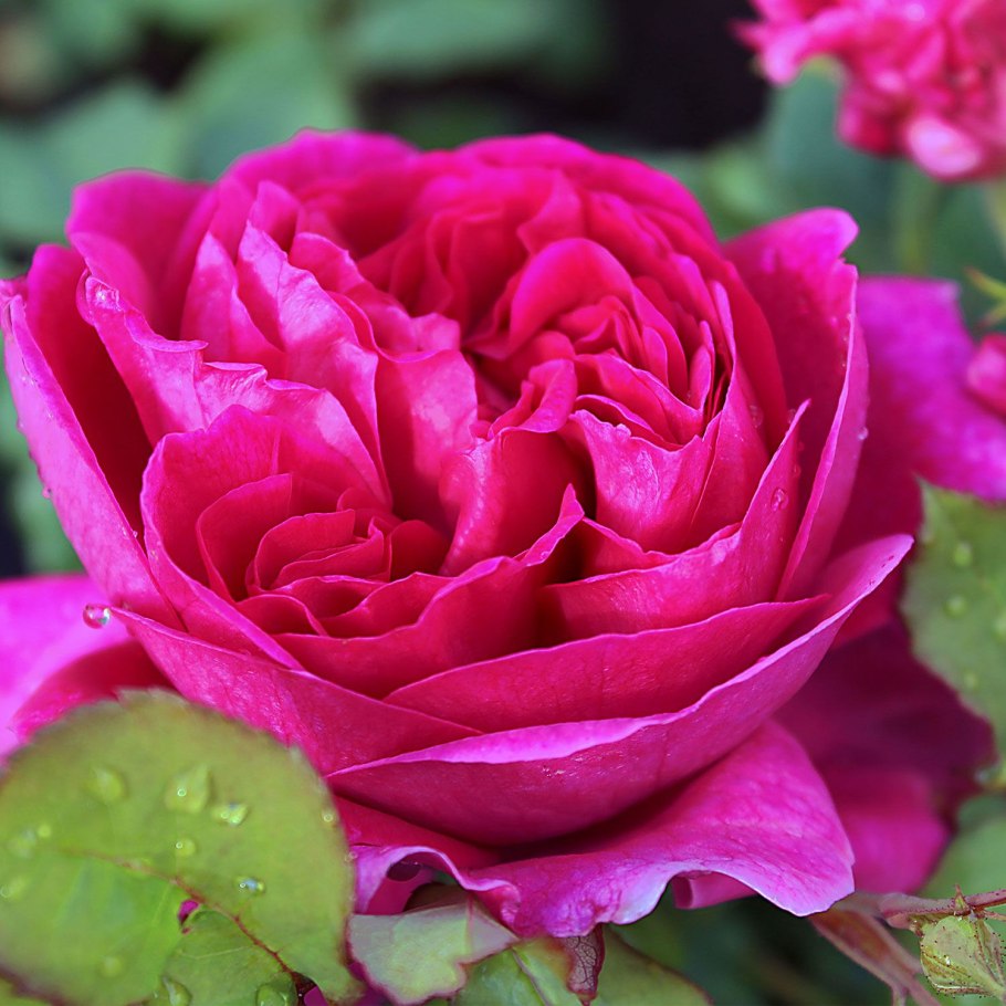 The Mayflower роза Дэвида Остина