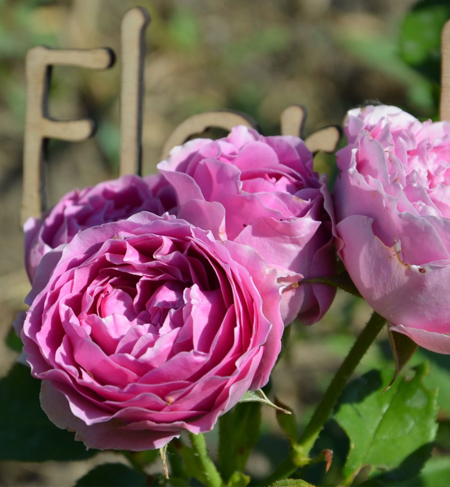 Роза Ян Лайсайдэс