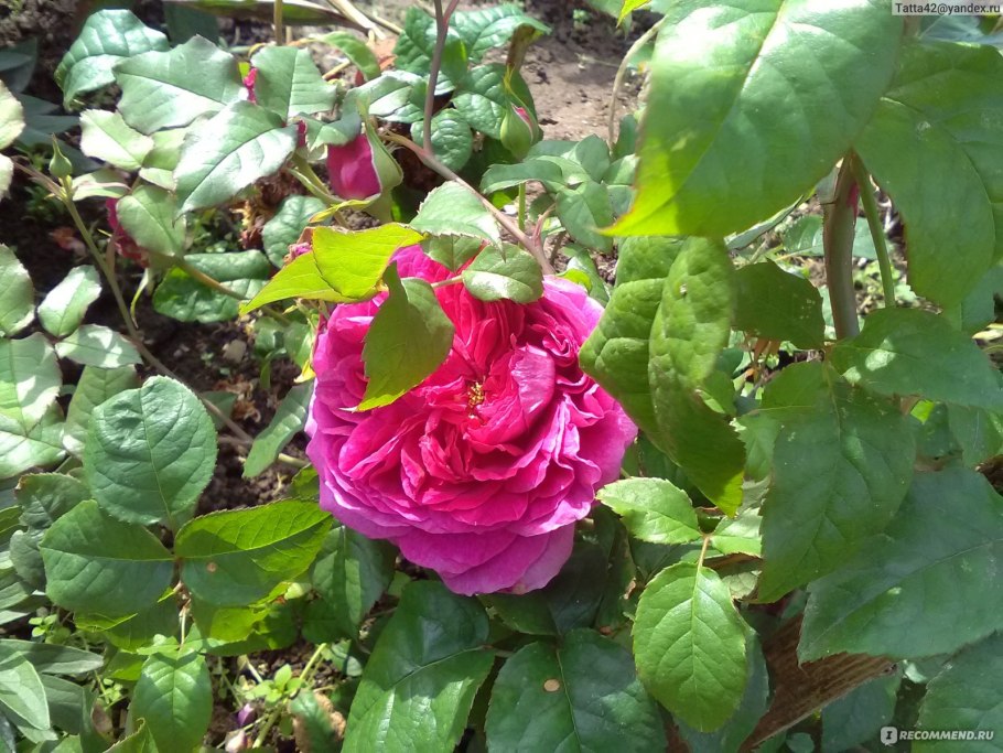 Калуга кис ми Кейт роза