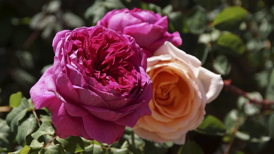 Young Lycidas роза Остина