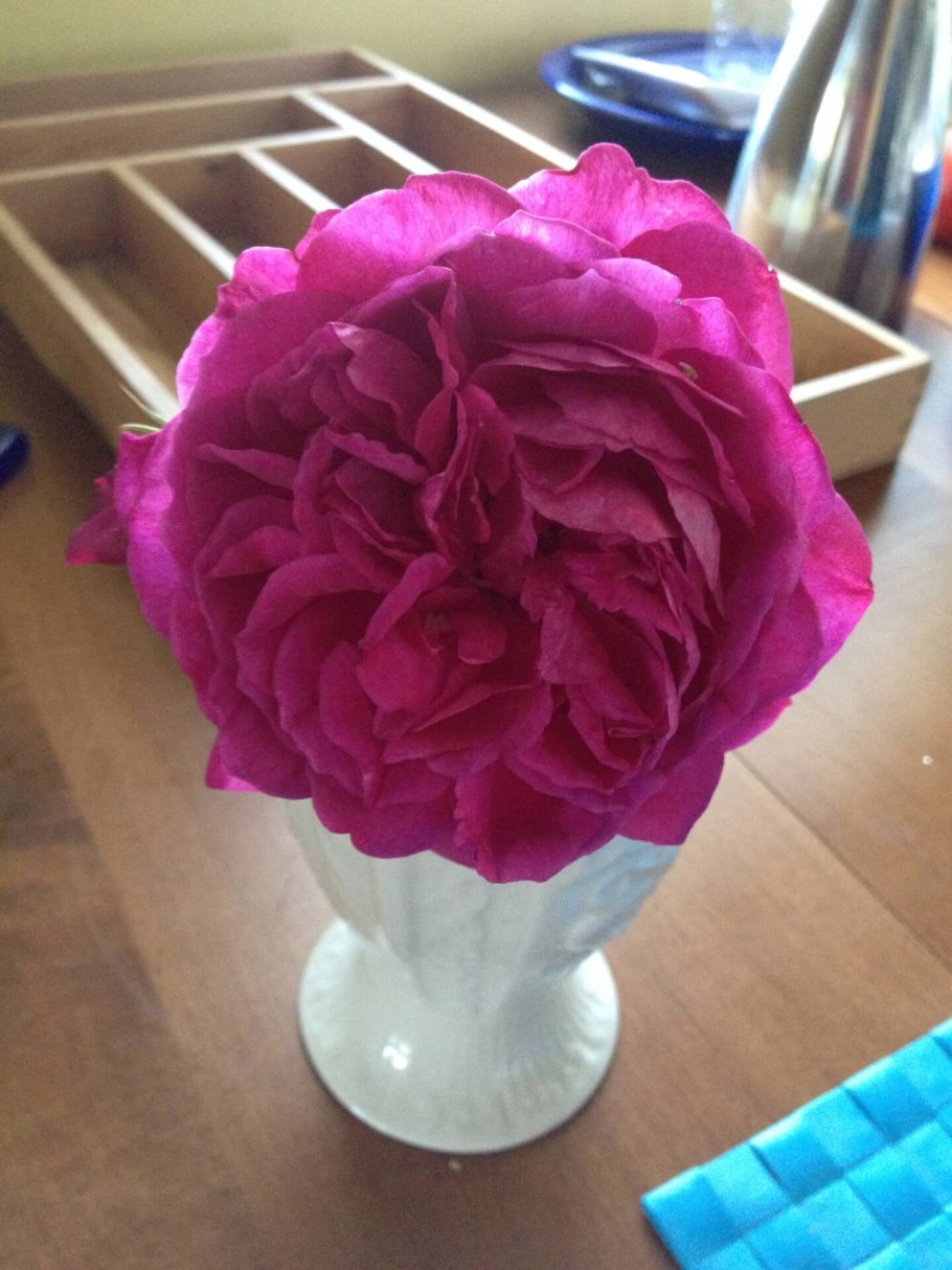 Роза Элеонора